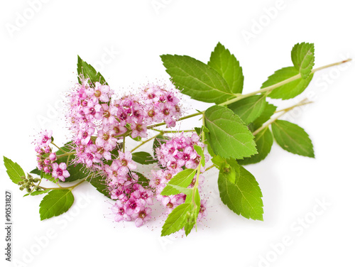 Branches of Shrubs Spiraea with fluffy pink flowers isolated on white background (Japanese spiraea) photo