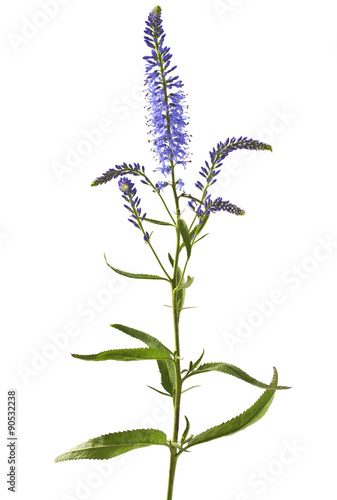 Speedwell flowers (Veronica longifolia) isolated on white background