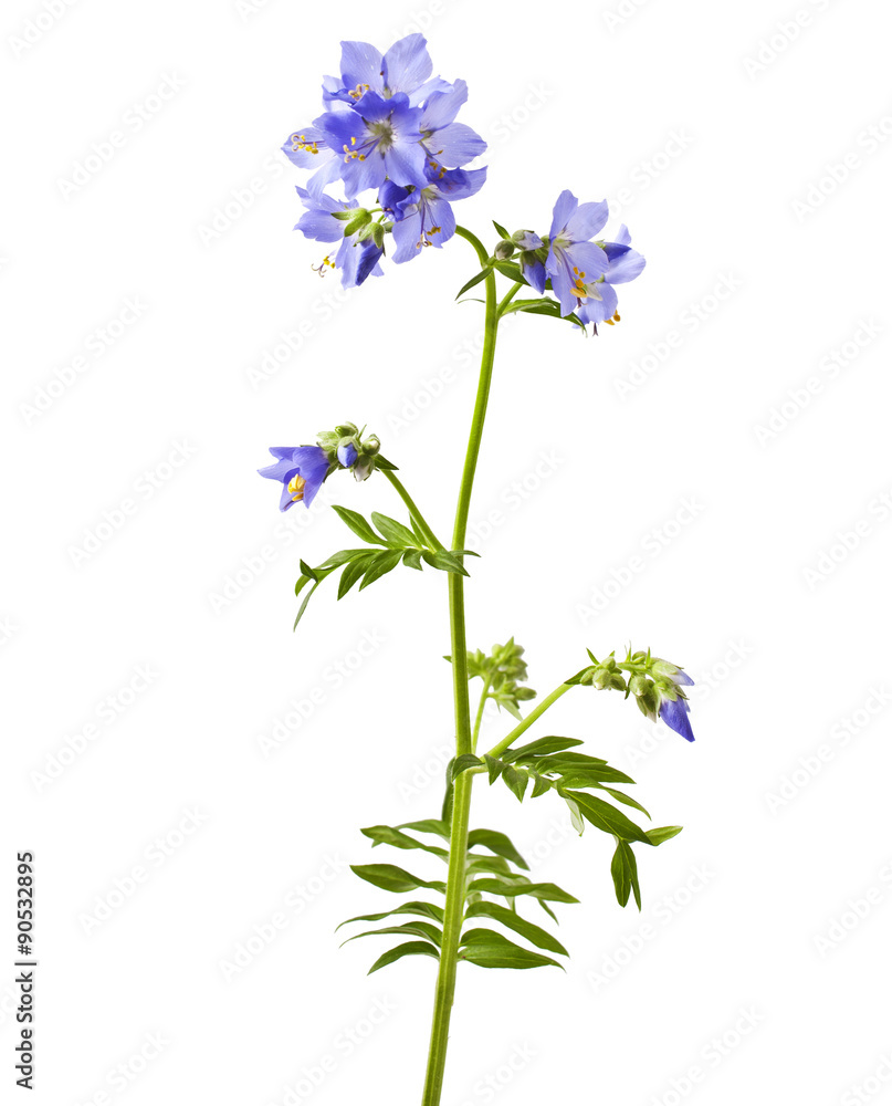 Jacob's Ladder or Greek valerian (Polemonium caeruleum)isolated on white Jacob's Ladder or Greek valerian (Polemonium caeruleum)isolated on white