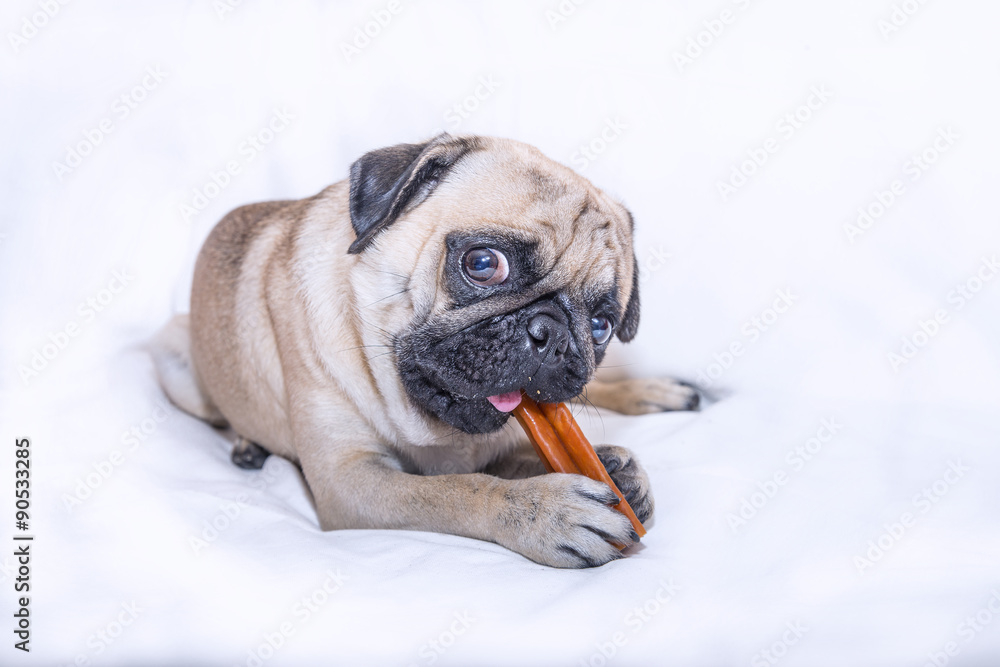 Cane carlino con osso su sfondo bianco