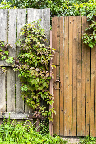 Old vintage door wih wild grape leaves vertical