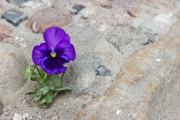 Fototapete Veilchen Violette Stiefmütterchen zwischen Pflastersteinen  © Cora Müller