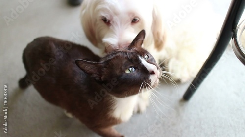 Medium frontal angle of white dog pinning down, straddling, and kissing and licking its black cat lover/best friend;