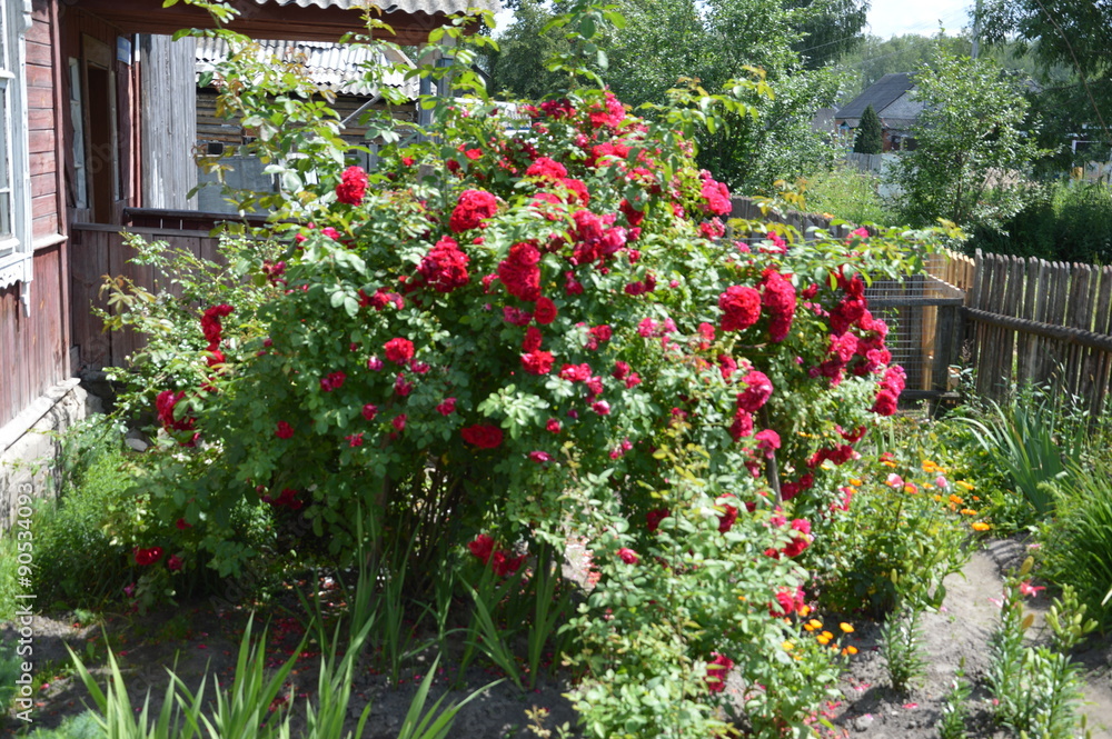 Fototapeta premium Теплое лето