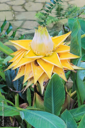 Musella lasiocarpa - Golden Lotus Banana Flower or Chinese Dwarf Banana Flower