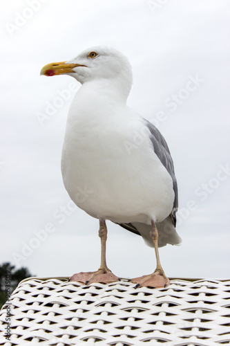 seagull / a seagull on a beach chair