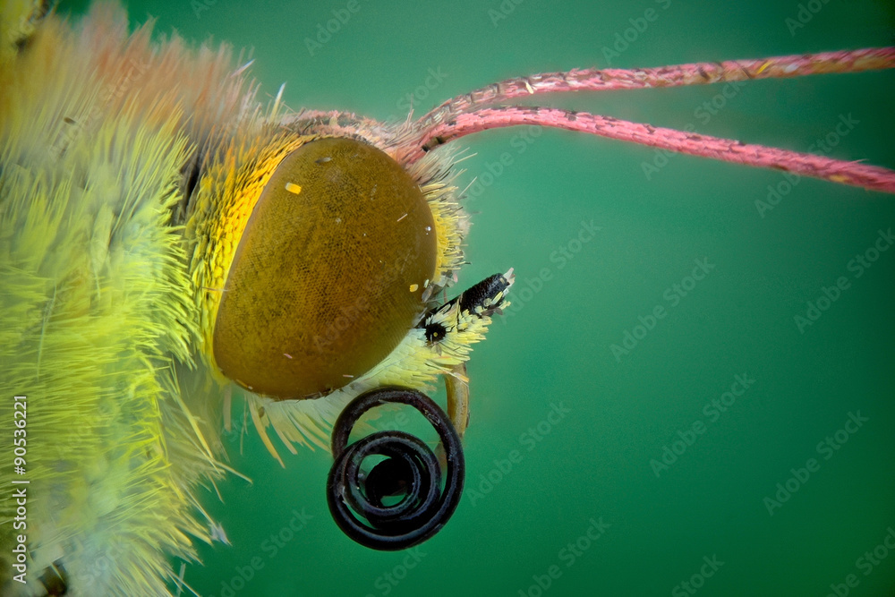Naklejka premium Colias crocea (Colias común)