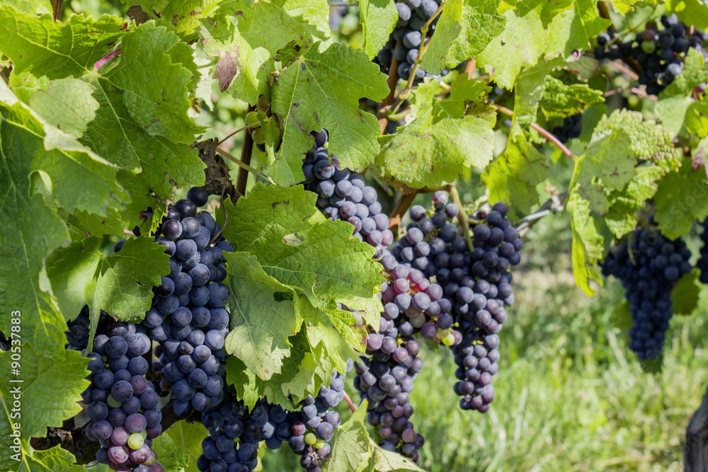 Vignes-raisins 08
