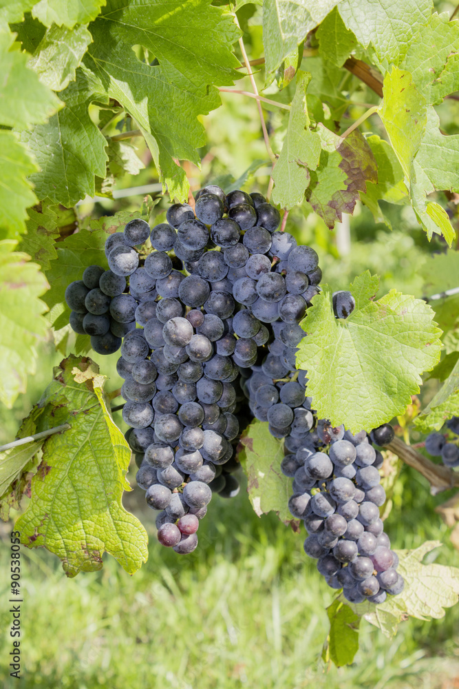 Vignes-raisins 11