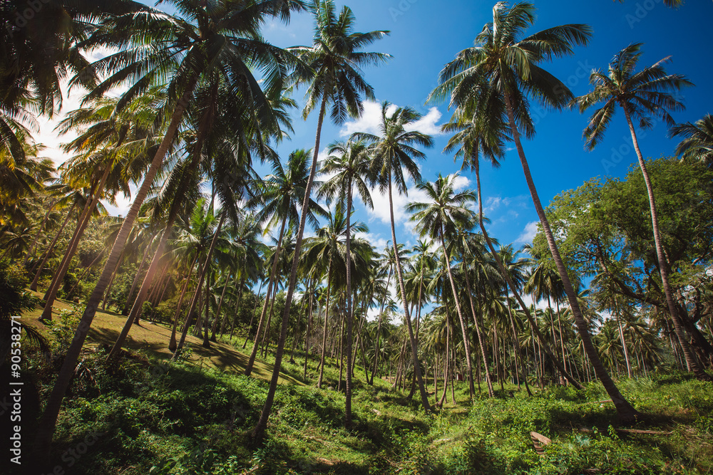 Fototapeta premium jungle of Thailand
