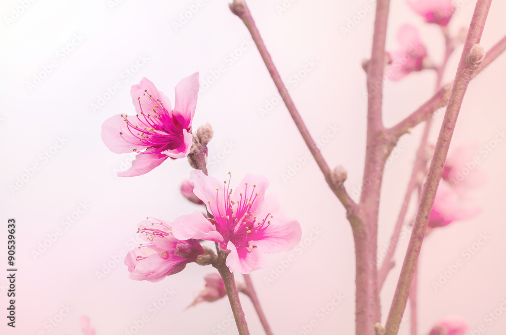 Obraz premium Spring border background