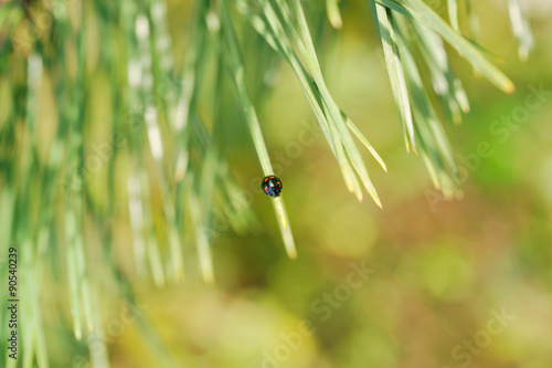Black ladybug on a pine tree photo