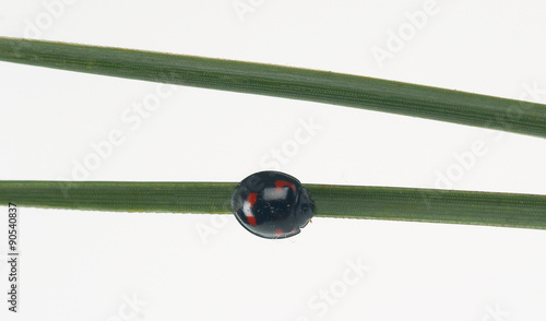 Black ladybug on a pine tree