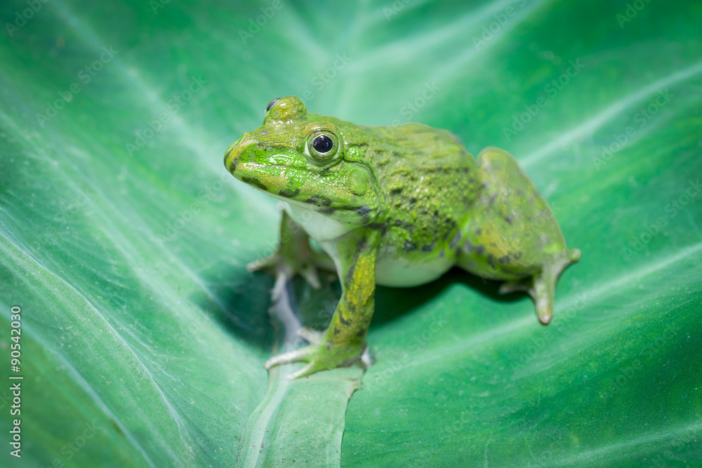 Big frog sitting Big frog sitting