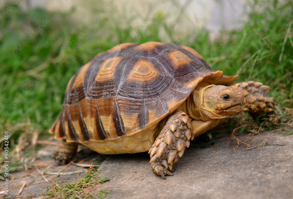 turtle turtle