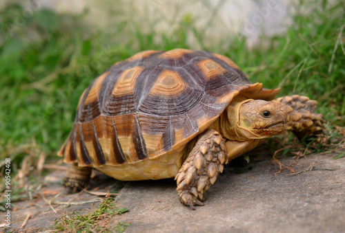 turtle © evegenesis