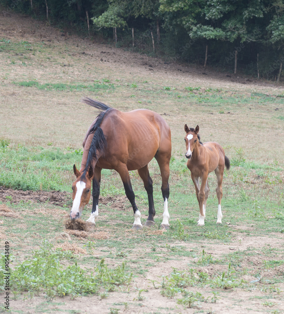 Fototapeta premium Poulain et chevaux 