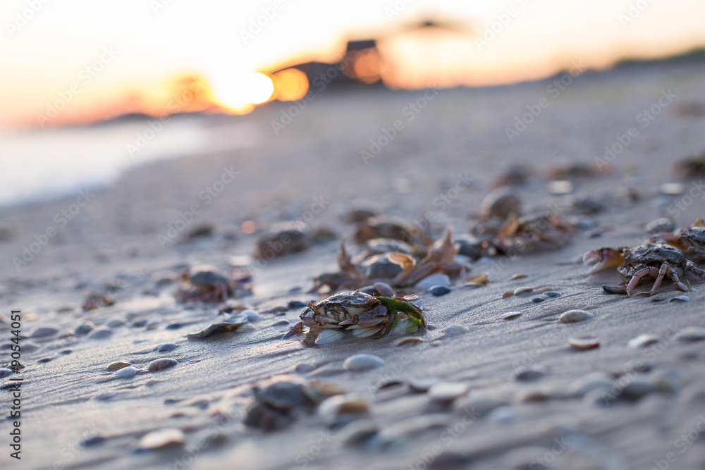 Fototapeta premium Small crabs on the sand beach