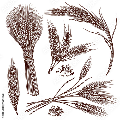 Wheat Sketch Set