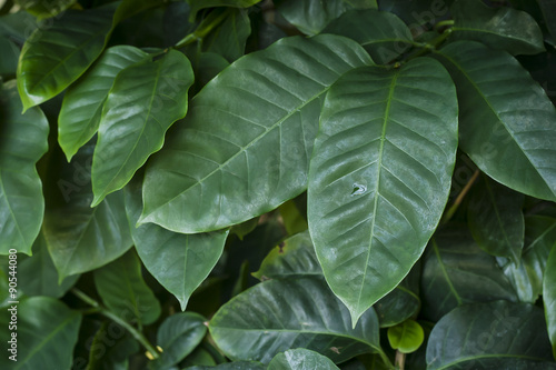 coffea or coffee plant leaf