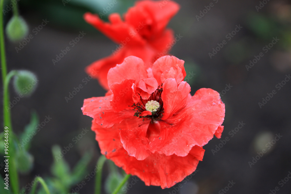 Red poppy Red poppy