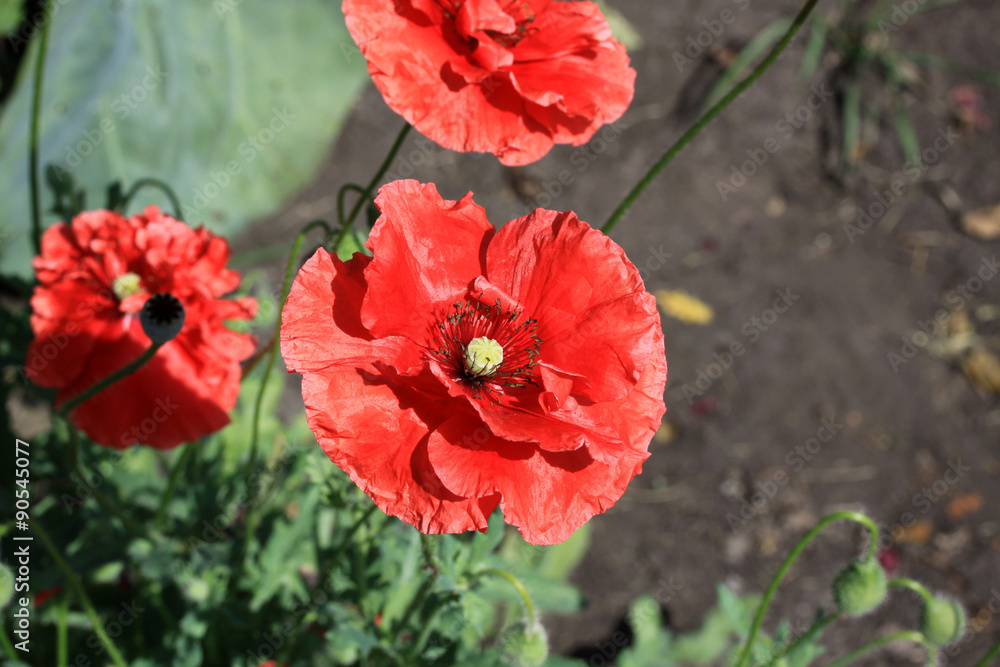 Red poppy Red poppy