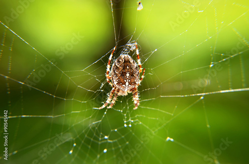 General crusader, crusader spider in a net © babetka