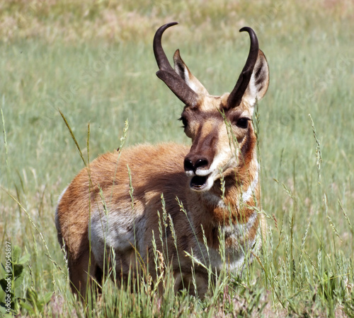 Pronghorn photo