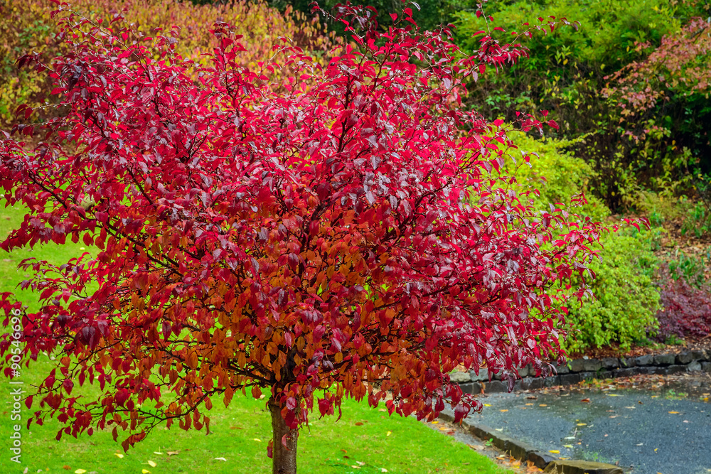 Naklejka premium Tree with red autumn leaves