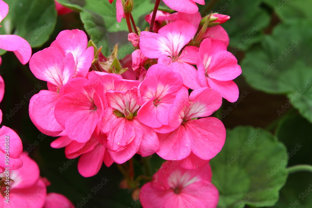 Geranium in bloom Geranium in bloom