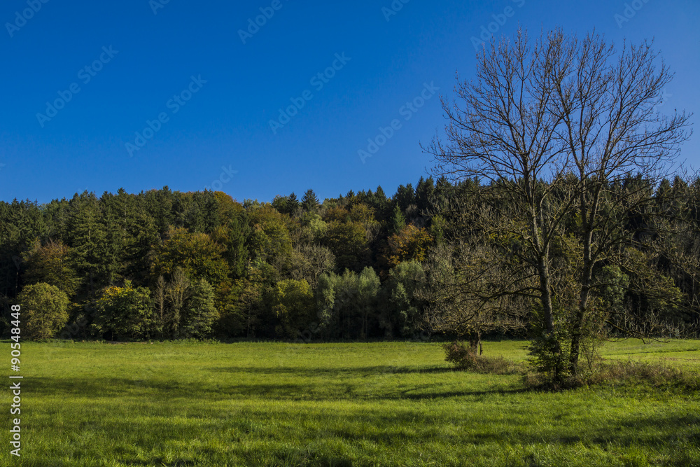 Herbstlicher Wald in der Maisinger Schlucht in Oberbayern