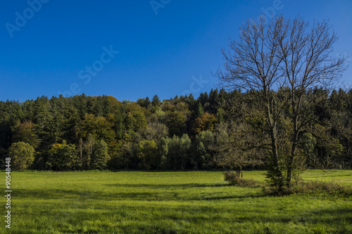 Herbstlicher Wald in der Maisinger Schlucht in Oberbayern