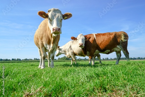 Neugierige Blicke von mehreren Fleckvieh - Kühen auf einer Weide
