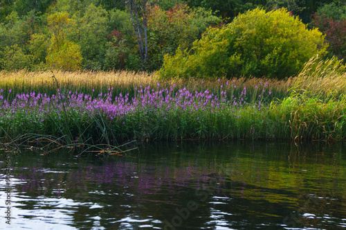 Река в лесу