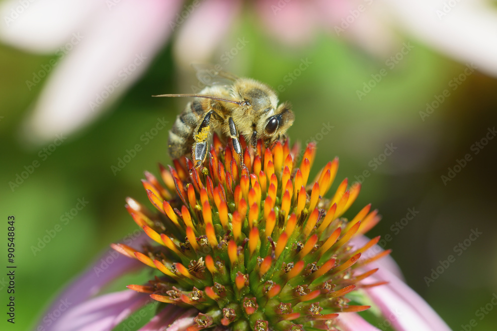 Biene auf Echinacea purpurea Roter Sonnenhut Biene auf Echinacea purpurea Roter Sonnenhut