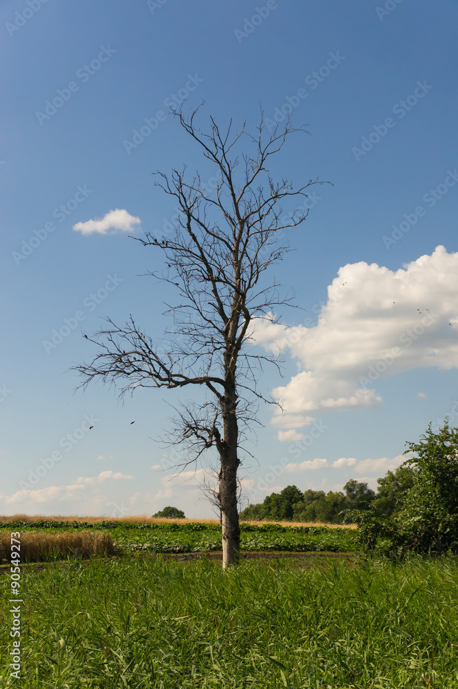 Obraz premium Dry tree