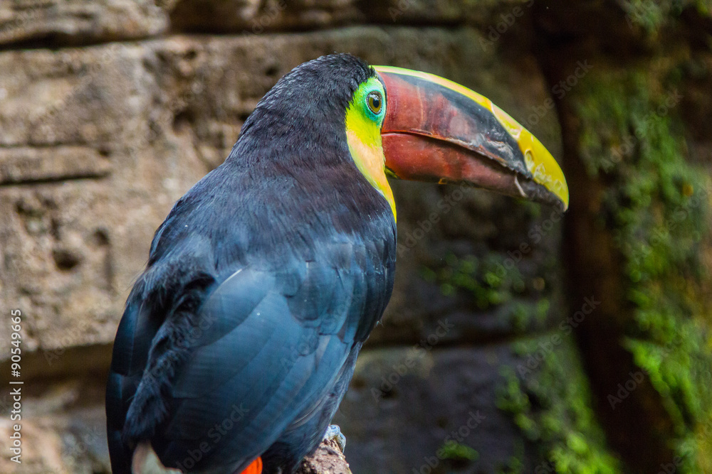 Fototapeta premium Tucan Toco (Ramphastos toco)