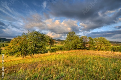 summer afternoon in the meadows