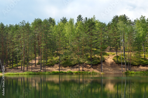 Pines on lake