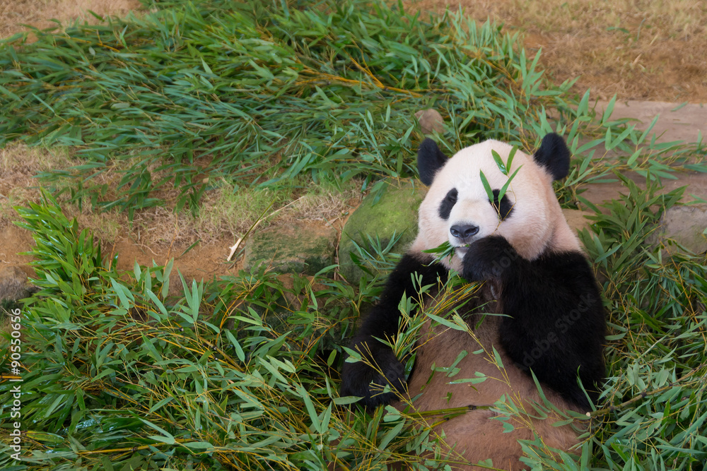 Naklejka premium ジャイアントパンダ