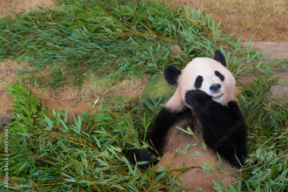 Obraz premium ジャイアントパンダ
