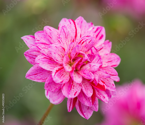 Chrysanthemum flowers, autu...