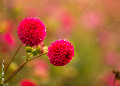 Chrysanthemum flowers, autu...