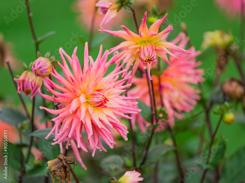Chrysanthemum flowers, autu...