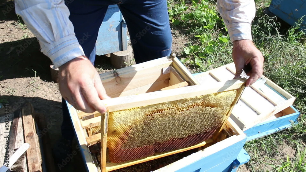 Beekeeper collecting honey in the garden from bee apiary Beekeeper collecting honey in the garden from bee apiary