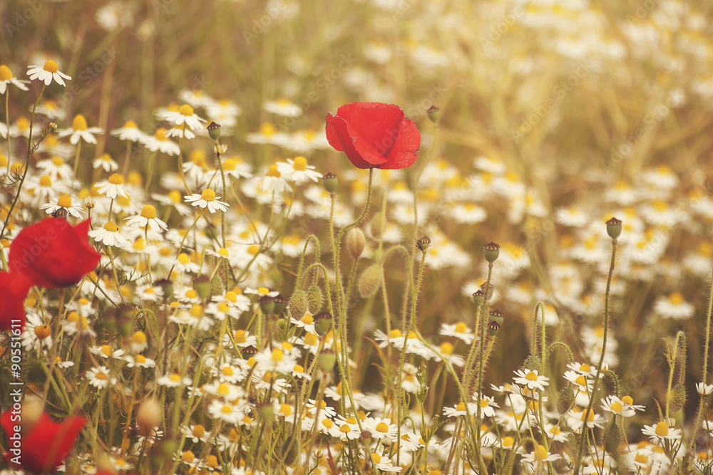 Naklejka premium wild flowers