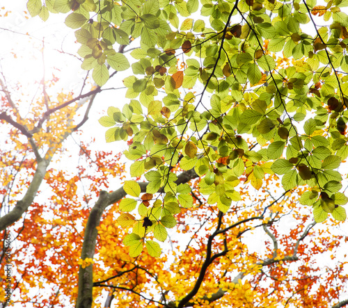 Autumn. Fall. Autumnal Park.
