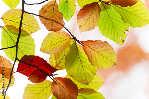 Autumn. Fall. Autumnal Park.