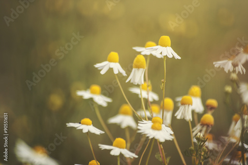 chamomile flowers photo