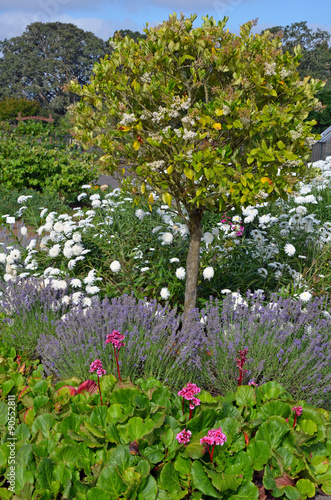 Wallpaper Mural Colorful summer garden with lavender and other assorted plants Torontodigital.ca